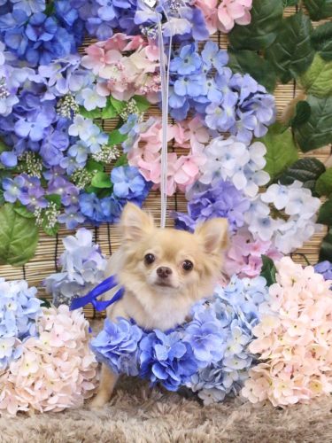 20250627モカちゃん